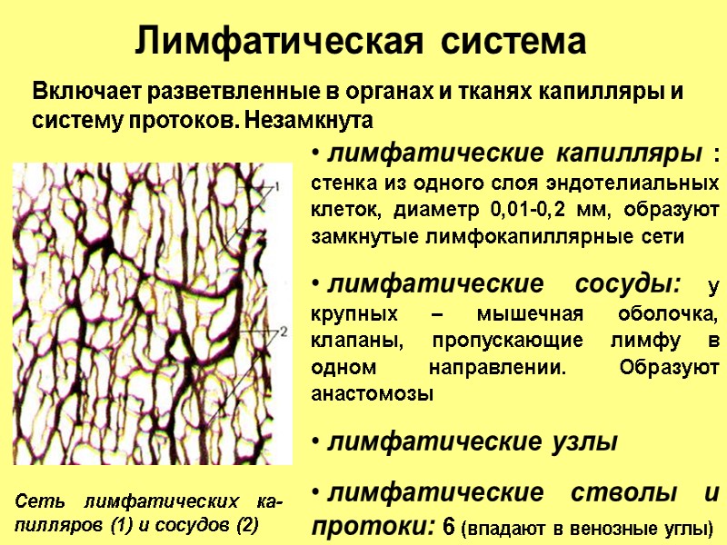 Сеть лимфатических ка-пилляров (1) и сосудов (2) Лимфатическая система Включает разветвленные в органах и